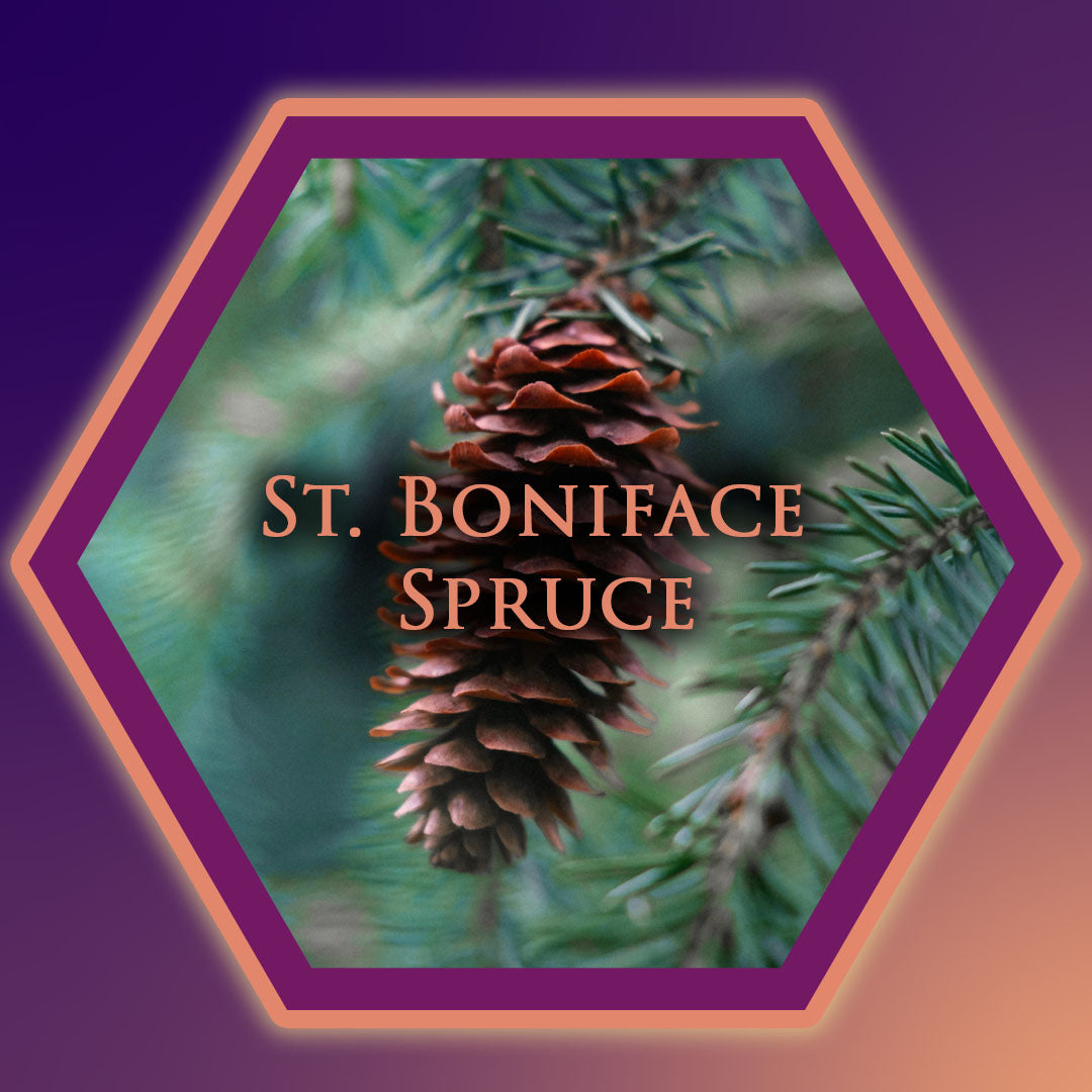 St. Boniface Spruce